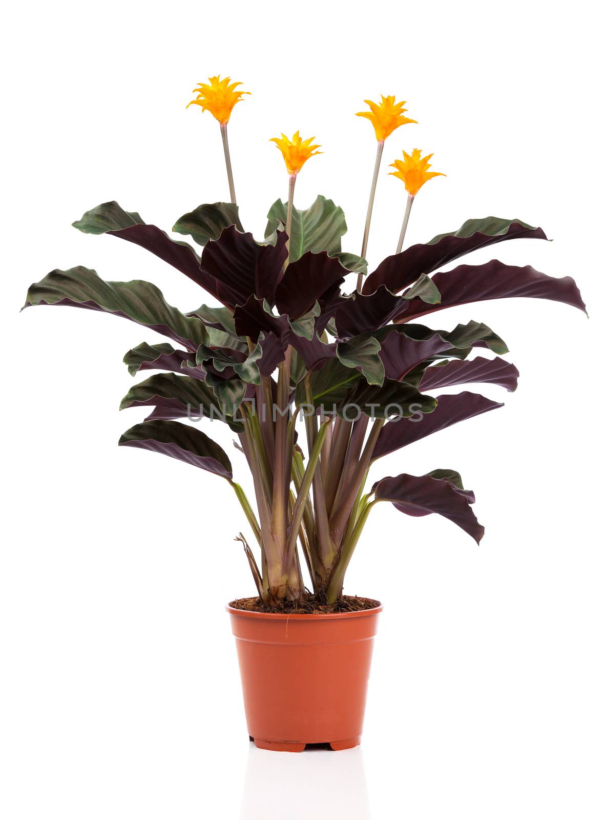 Eternal flame flower (calathea crocata orange) in  flowerpot on white background. Calathea crocata is a perennial.