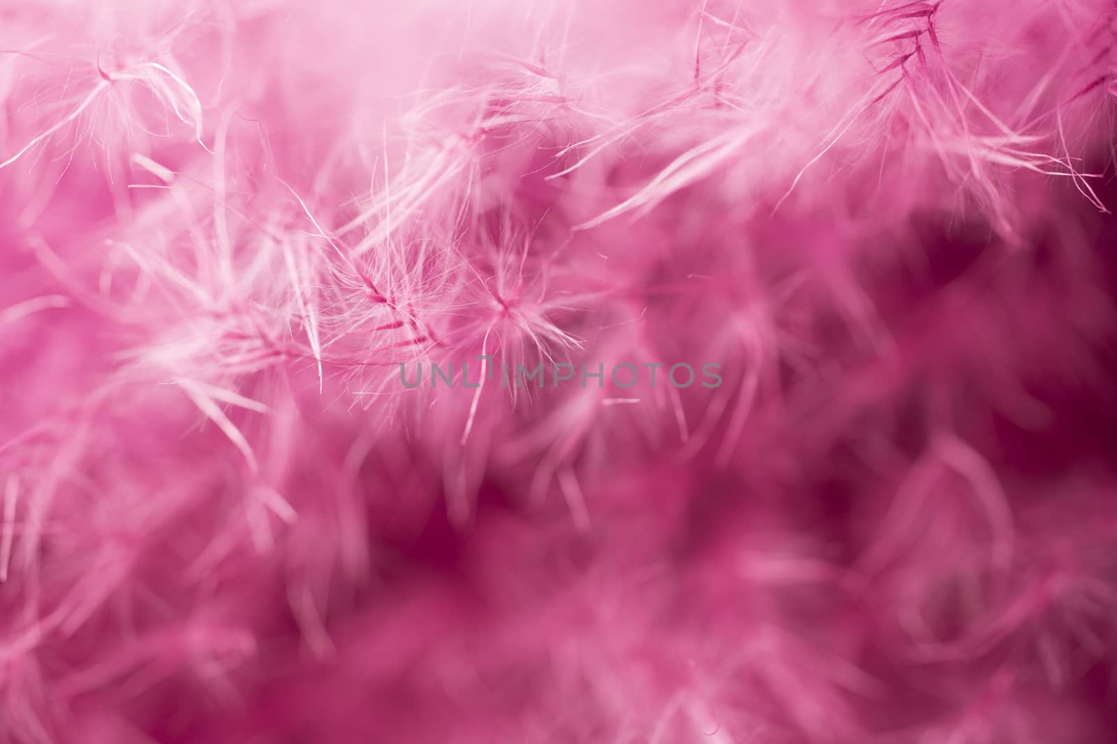 Purple feather abstract background. Macro shoot.