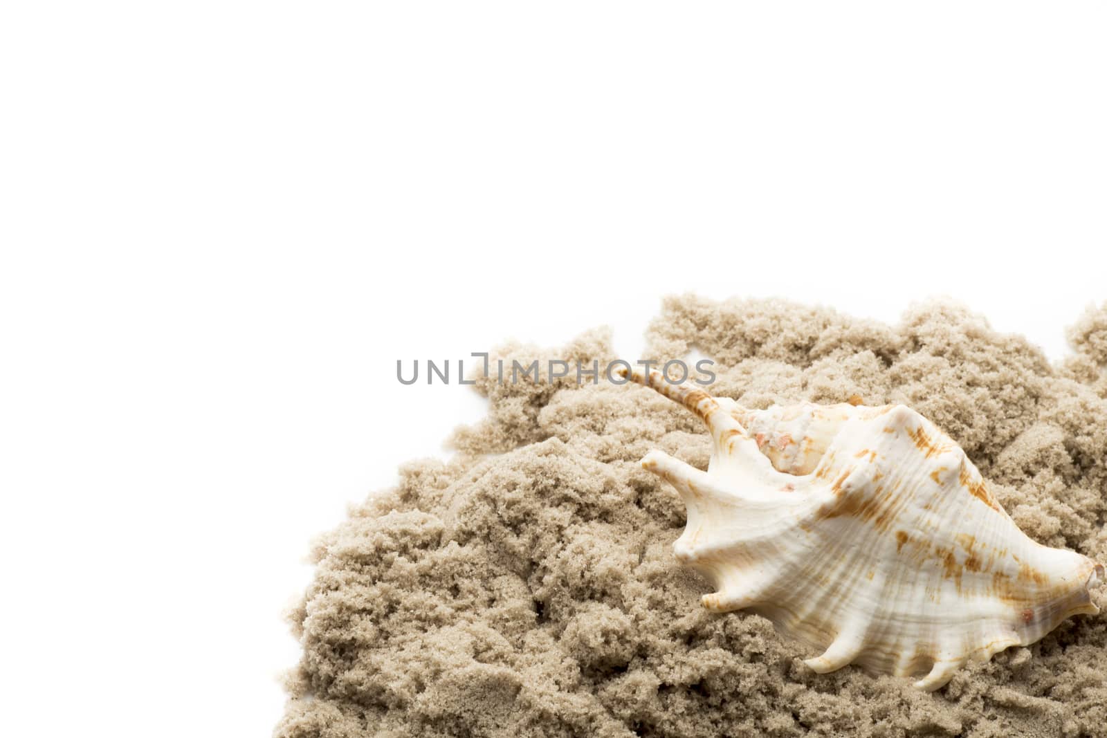 Scallop shell isolated on the white background.