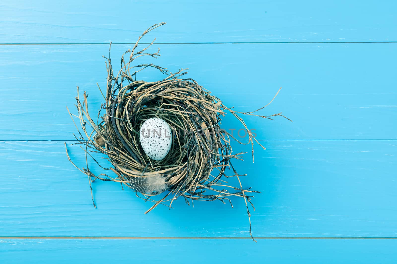 egg in nest on blue wooden background