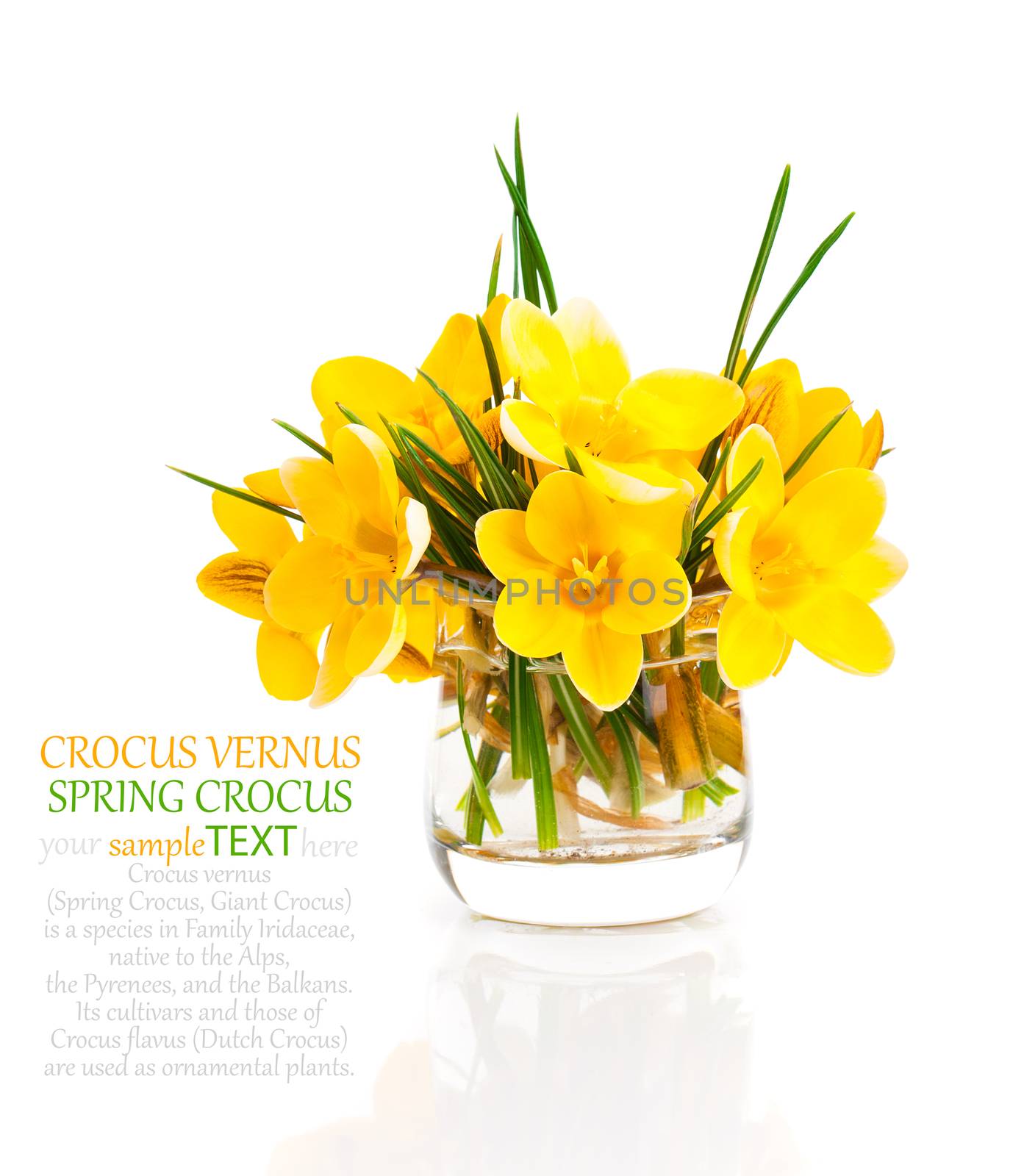 yellow crocus vernus (Spring Crocus) isolated on white background