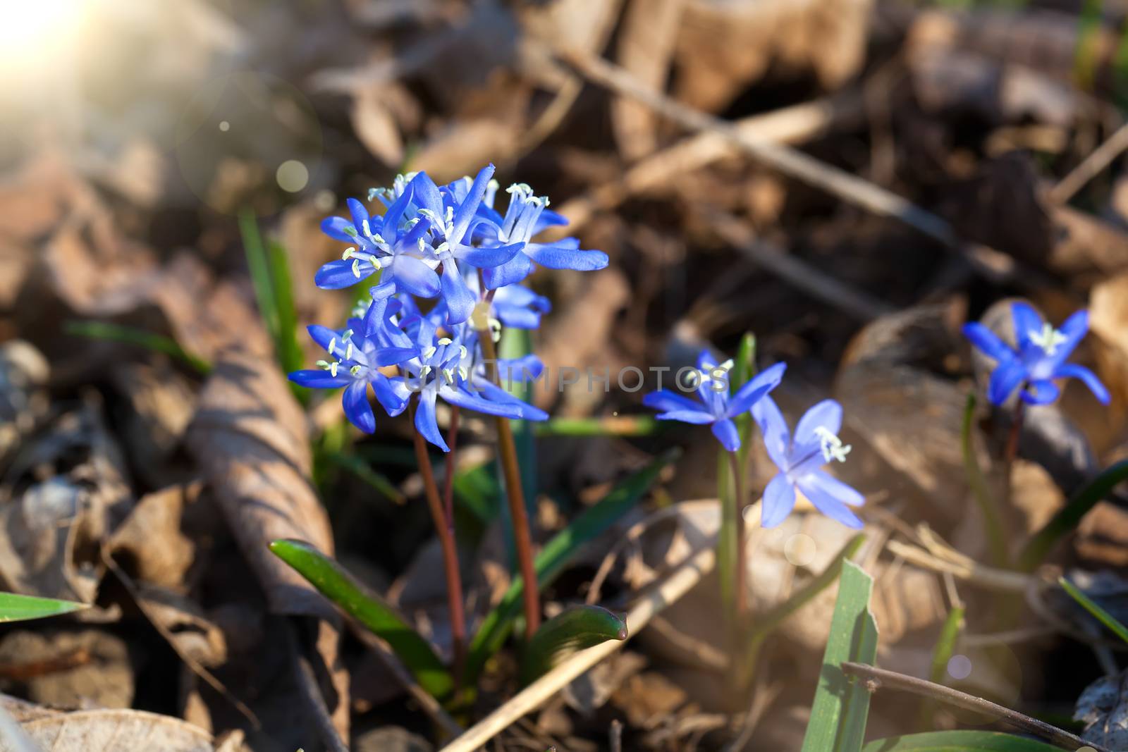 Siberian squill blue flowers in spring