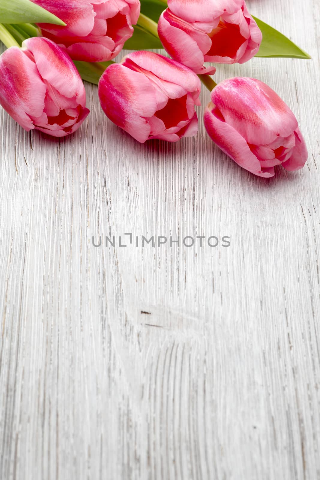 Pink tulips on the wooden background.