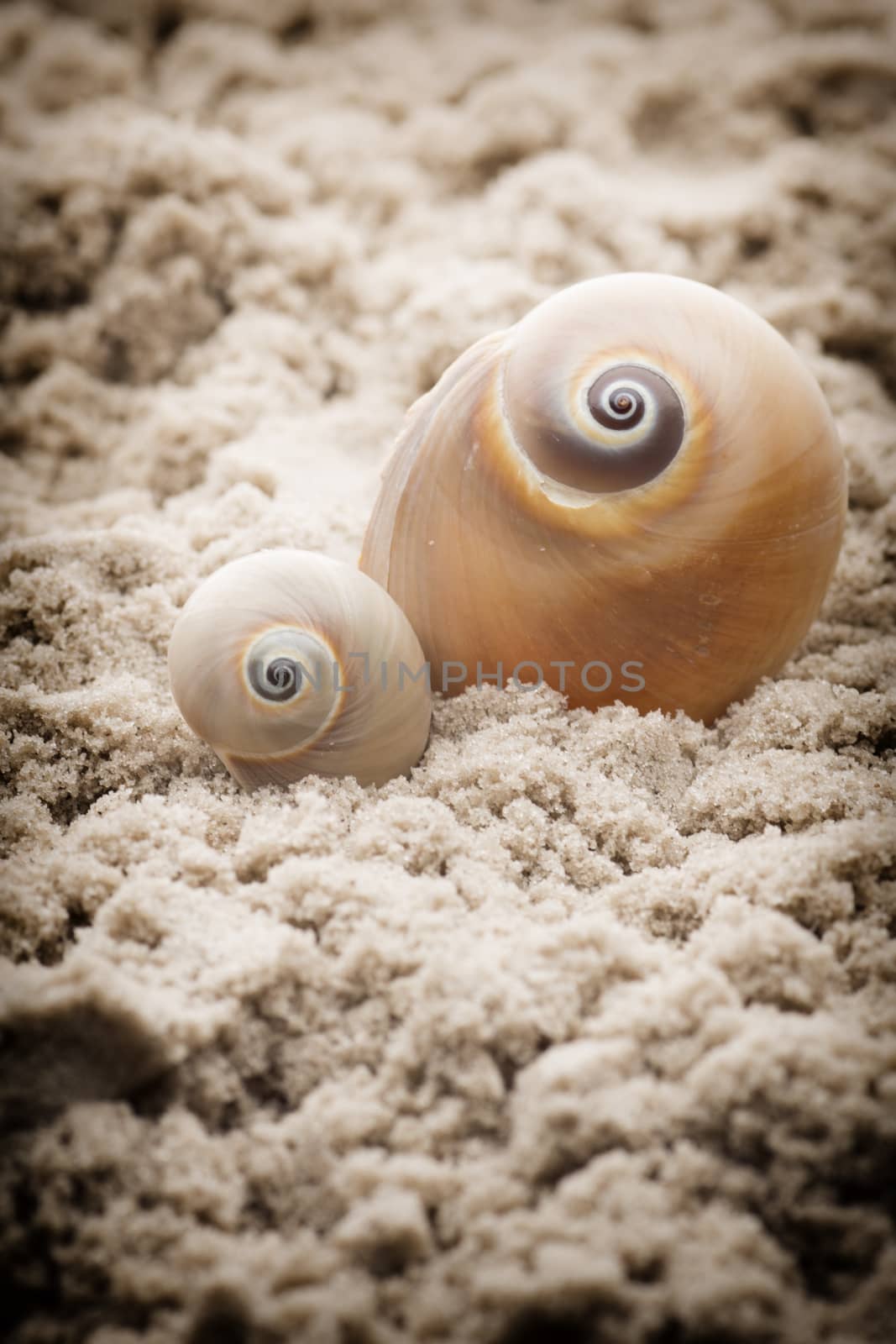 Shell and coral on the sand, the sea beach.