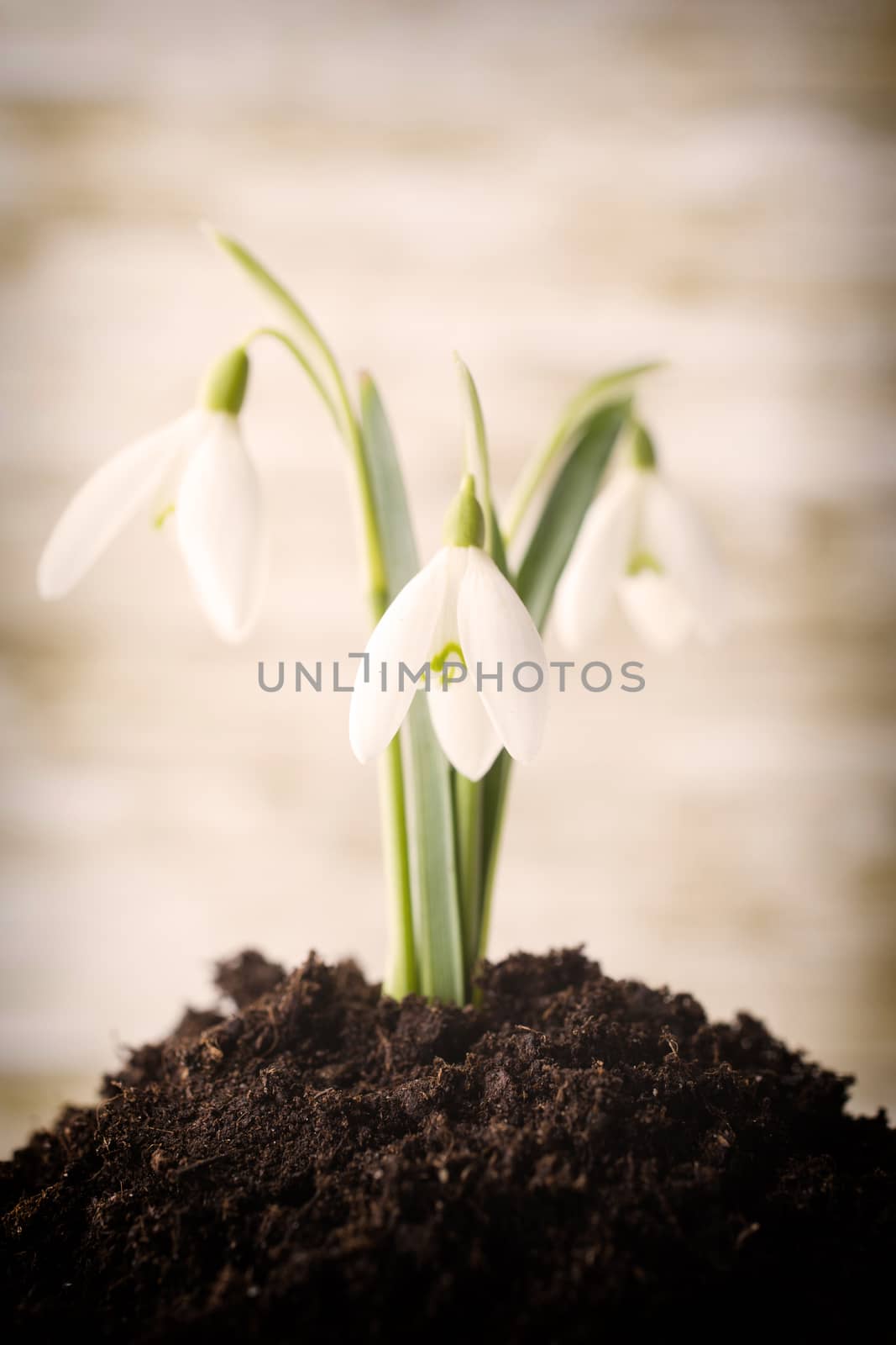 Snowdrop ground stack. Springt time.