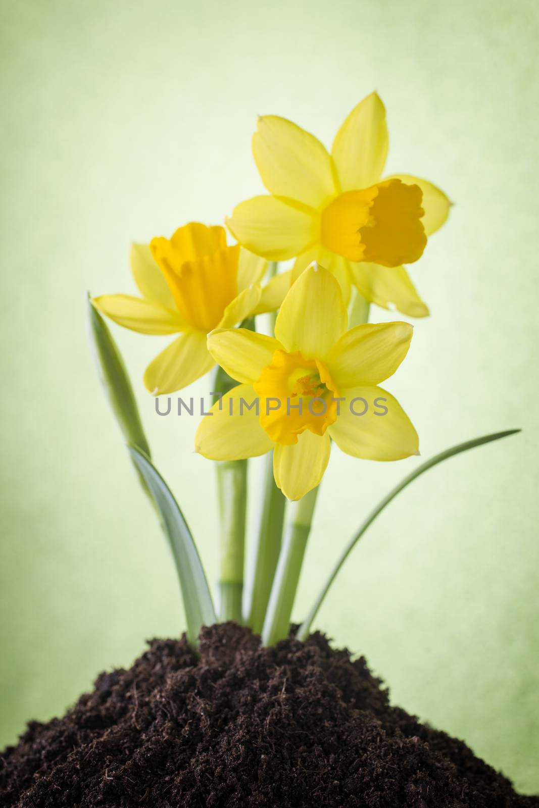 Yellow daffodils on a colored background. Easter greeting card.