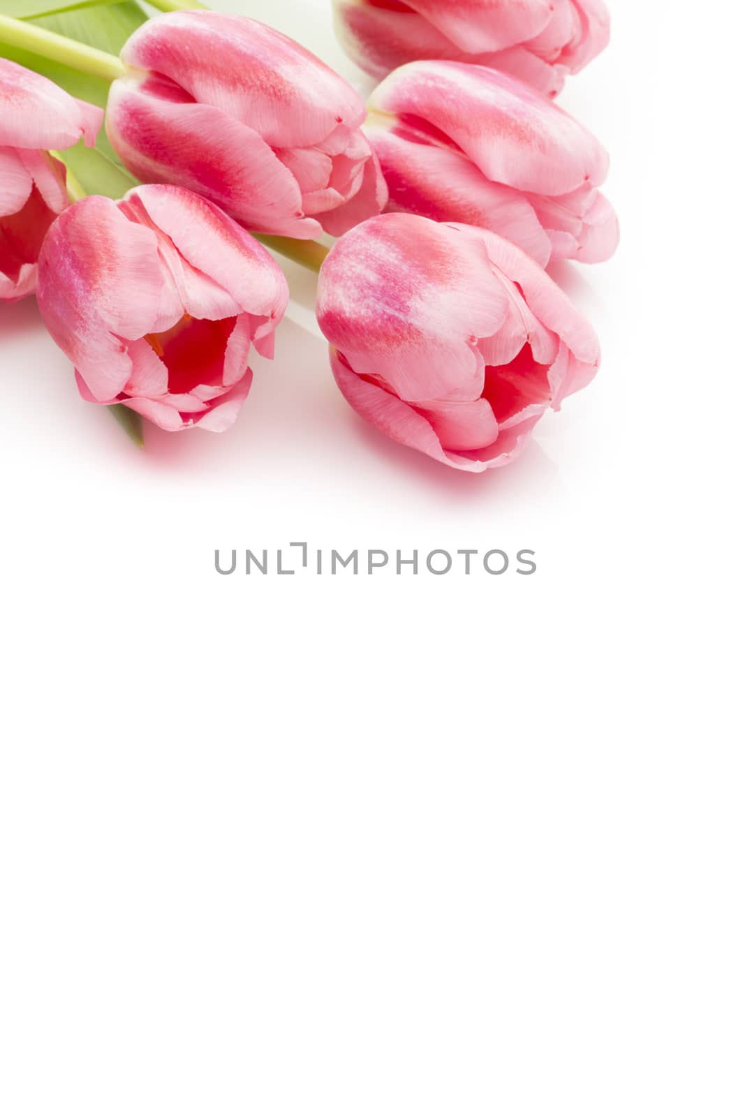 Pink tulips on the white background.