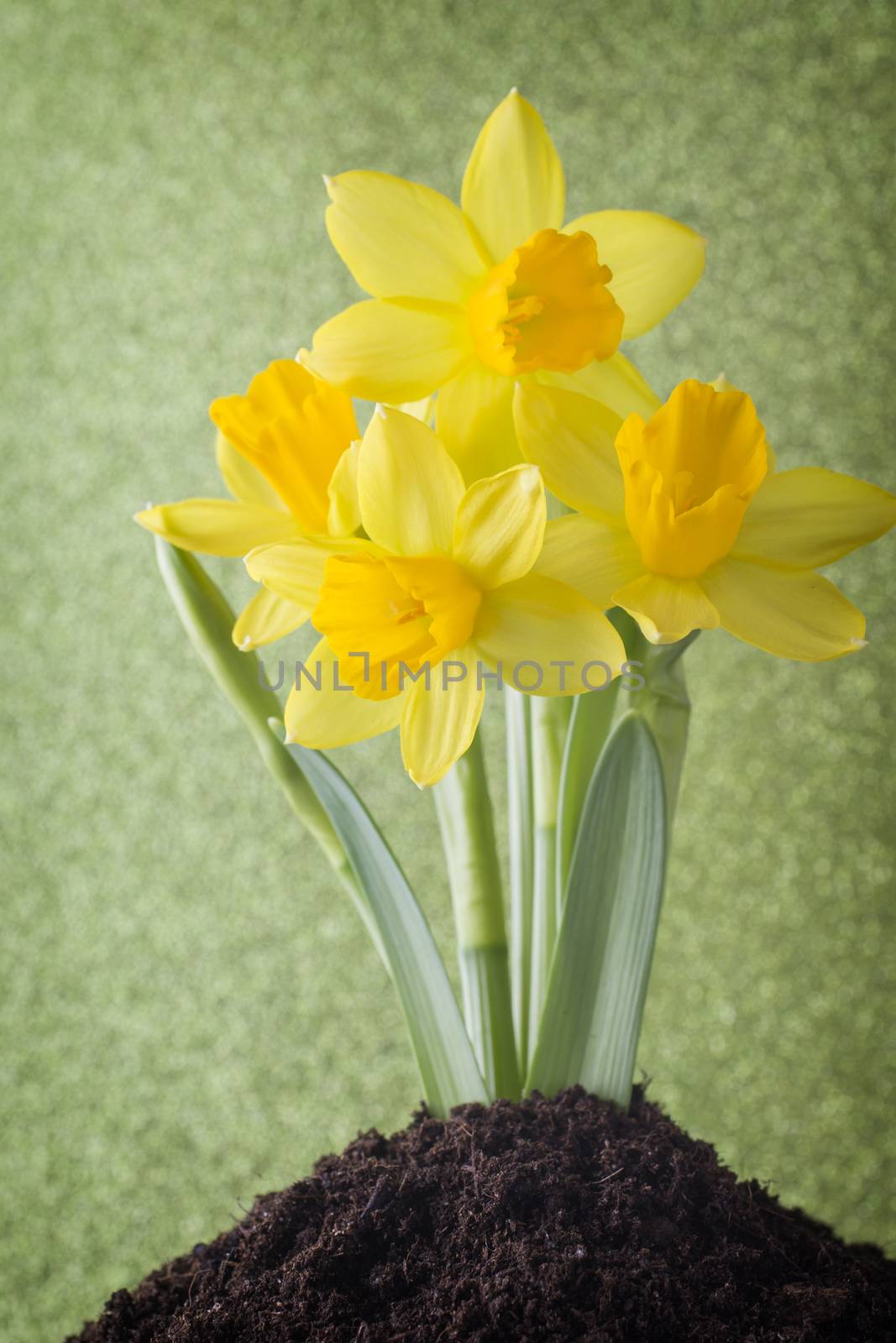 Yellow daffodils on a colored background. Easter greeting card.