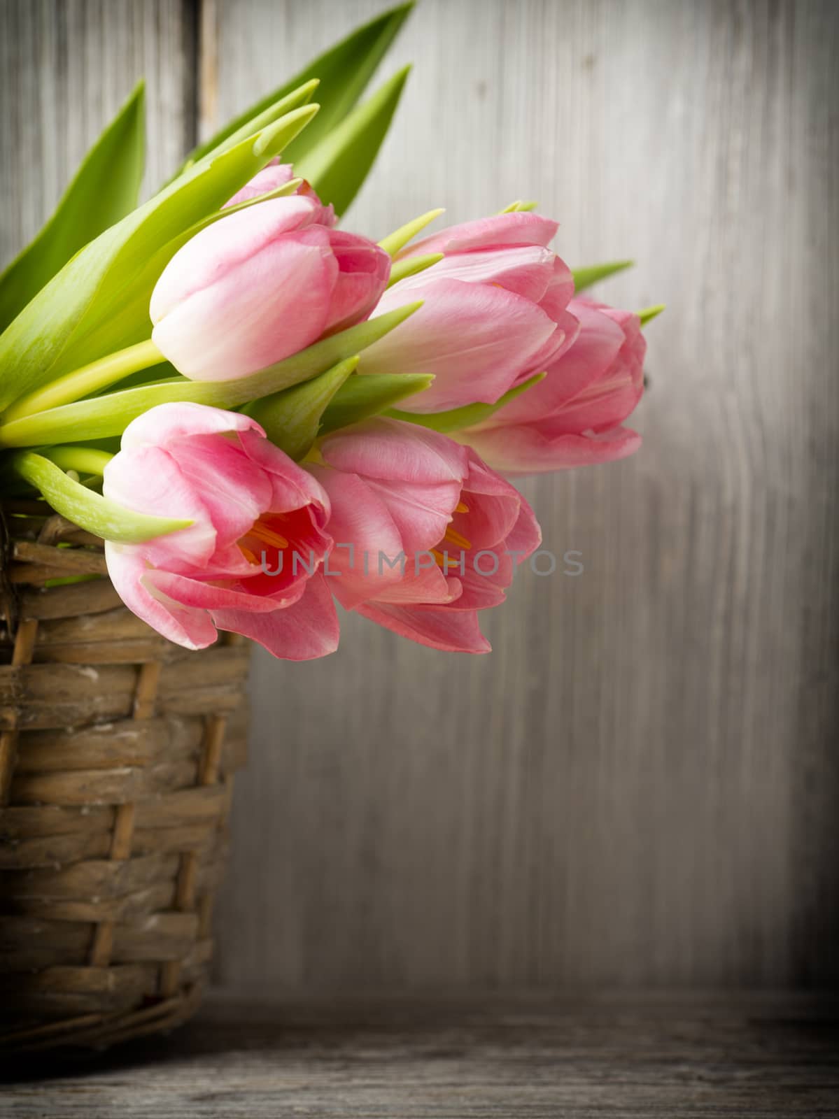 Pink tulips in a bucket. Home Decor.