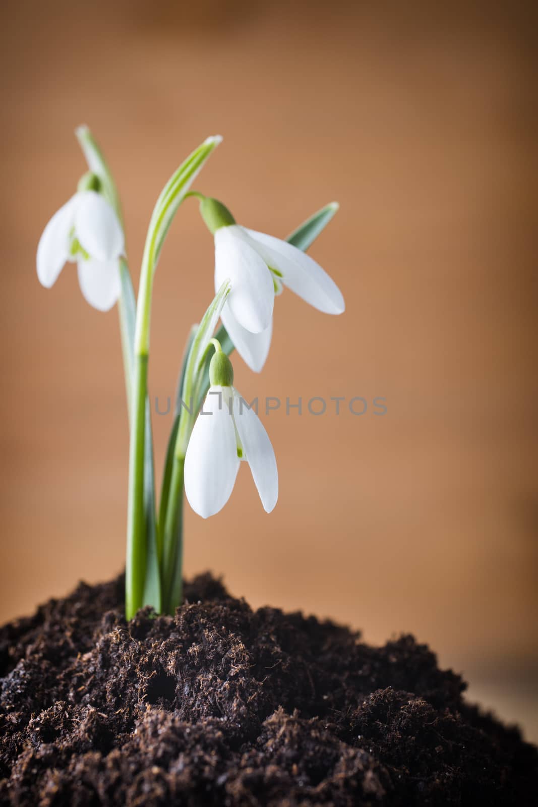 Snowdrop ground stack. Springt time.