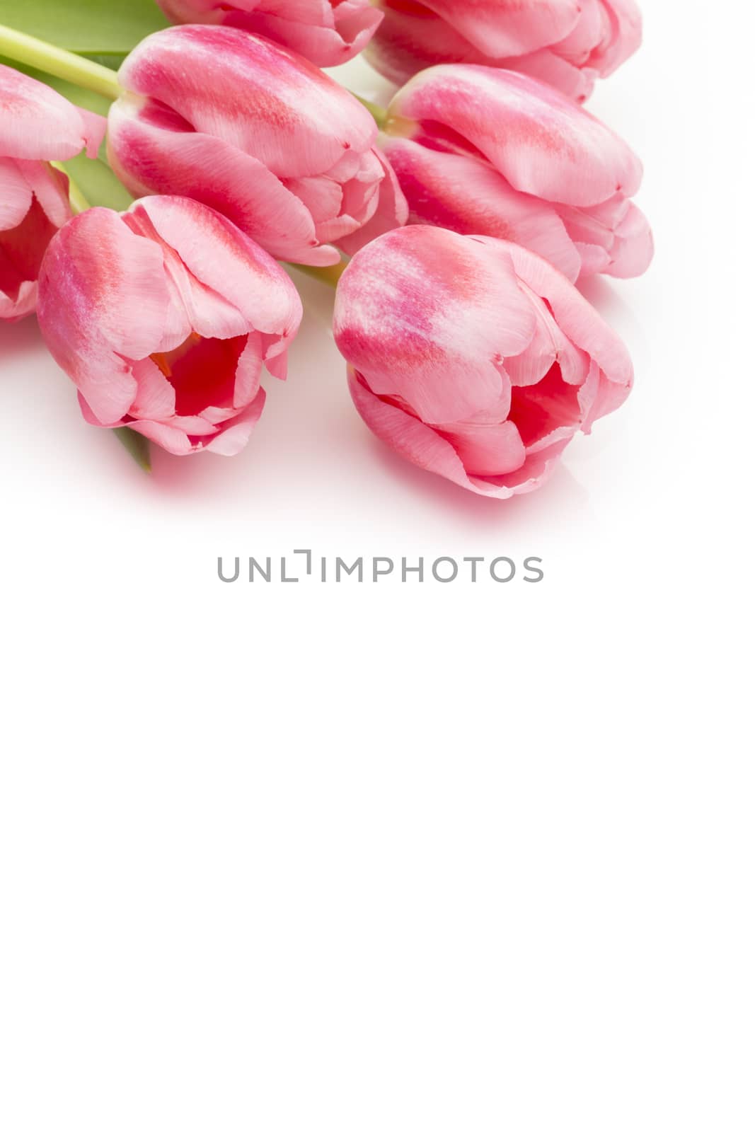 Pink tulips on the white background.