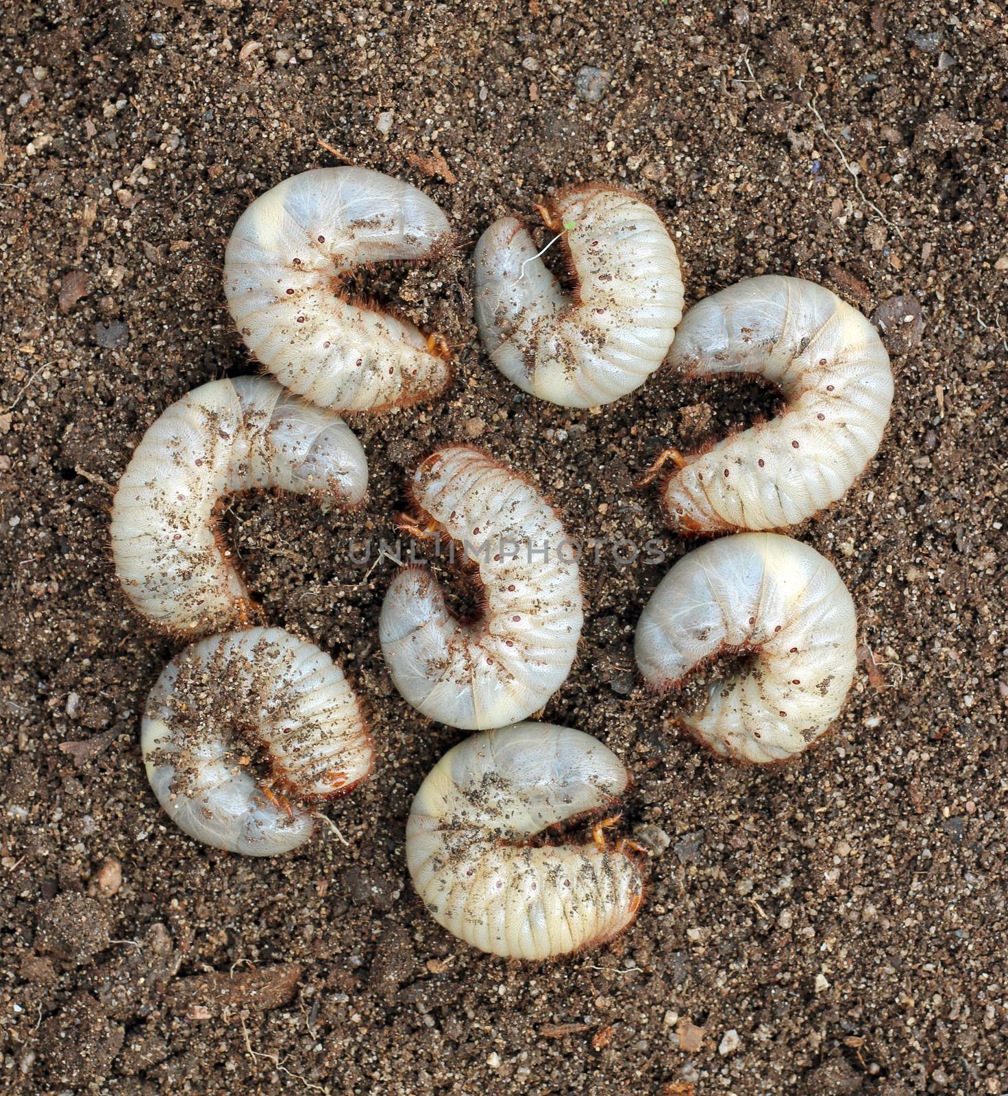 Group of beetle larvae on the ground.
