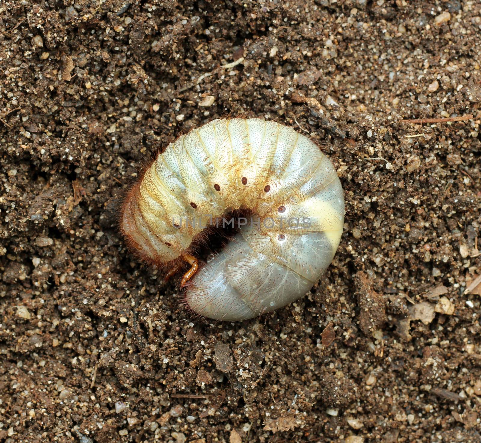 Image of beetle larvae on the ground. by yod67
