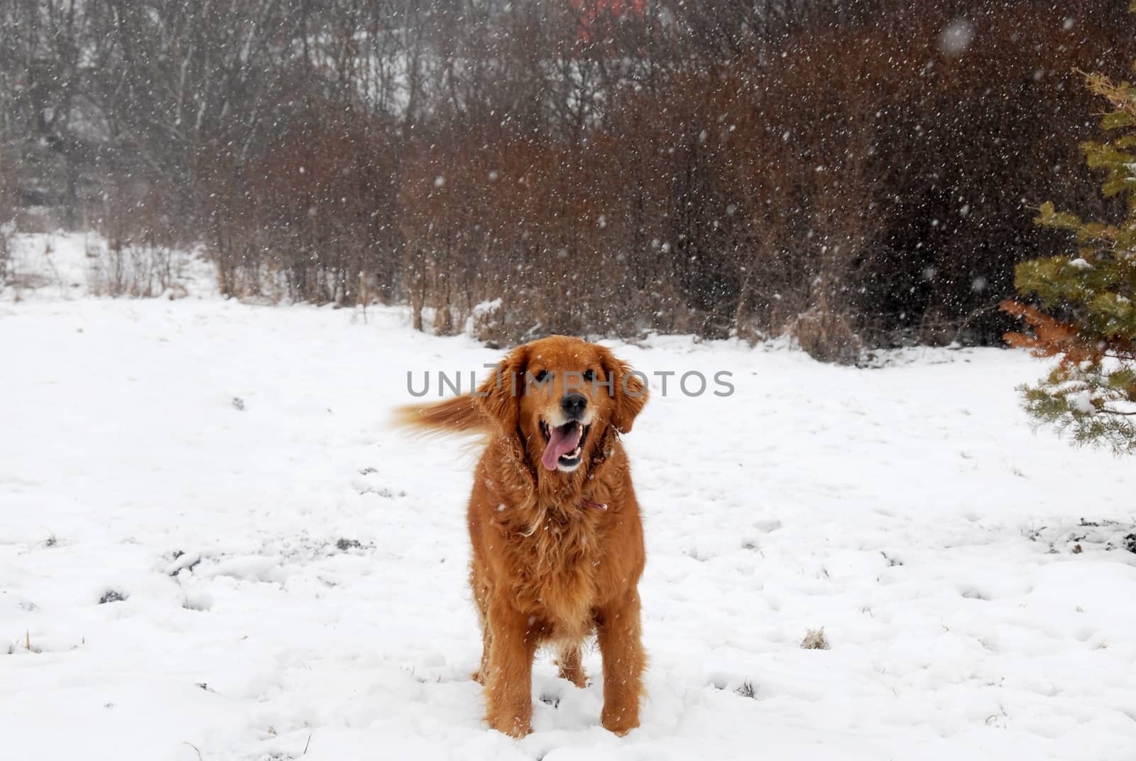 Golden retriever at snowfall by simply