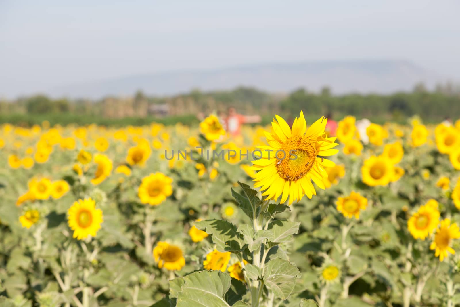 Sunflower in a field by a454