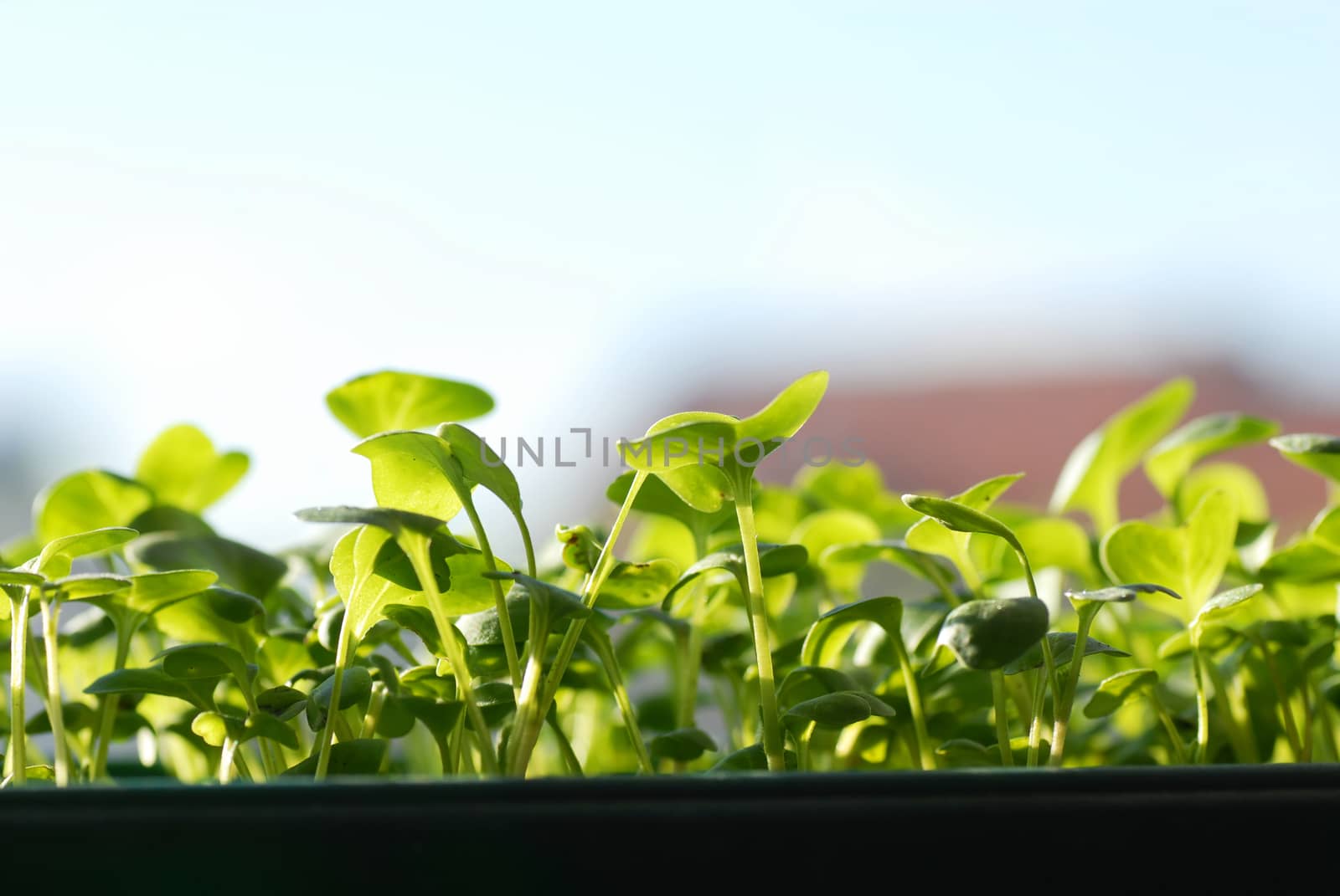 Green seedlings on sunlight by simply