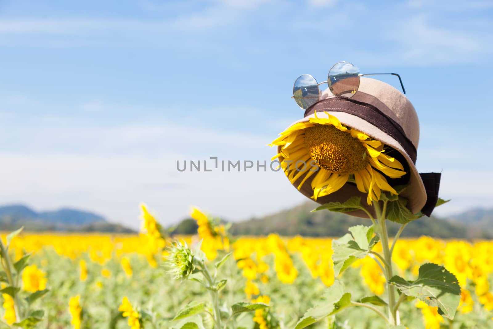 Wear a hat and sunglasses for sunflower. Holiday vacations in the sunflower sunflower fields in full bloom.