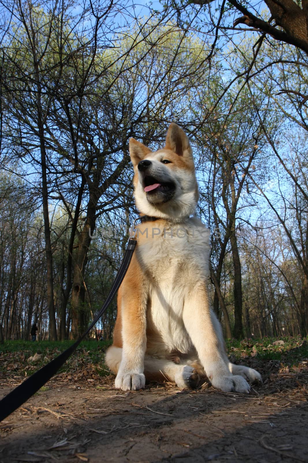 Puppy of Japanese dog Akita Inu posing  in the forest