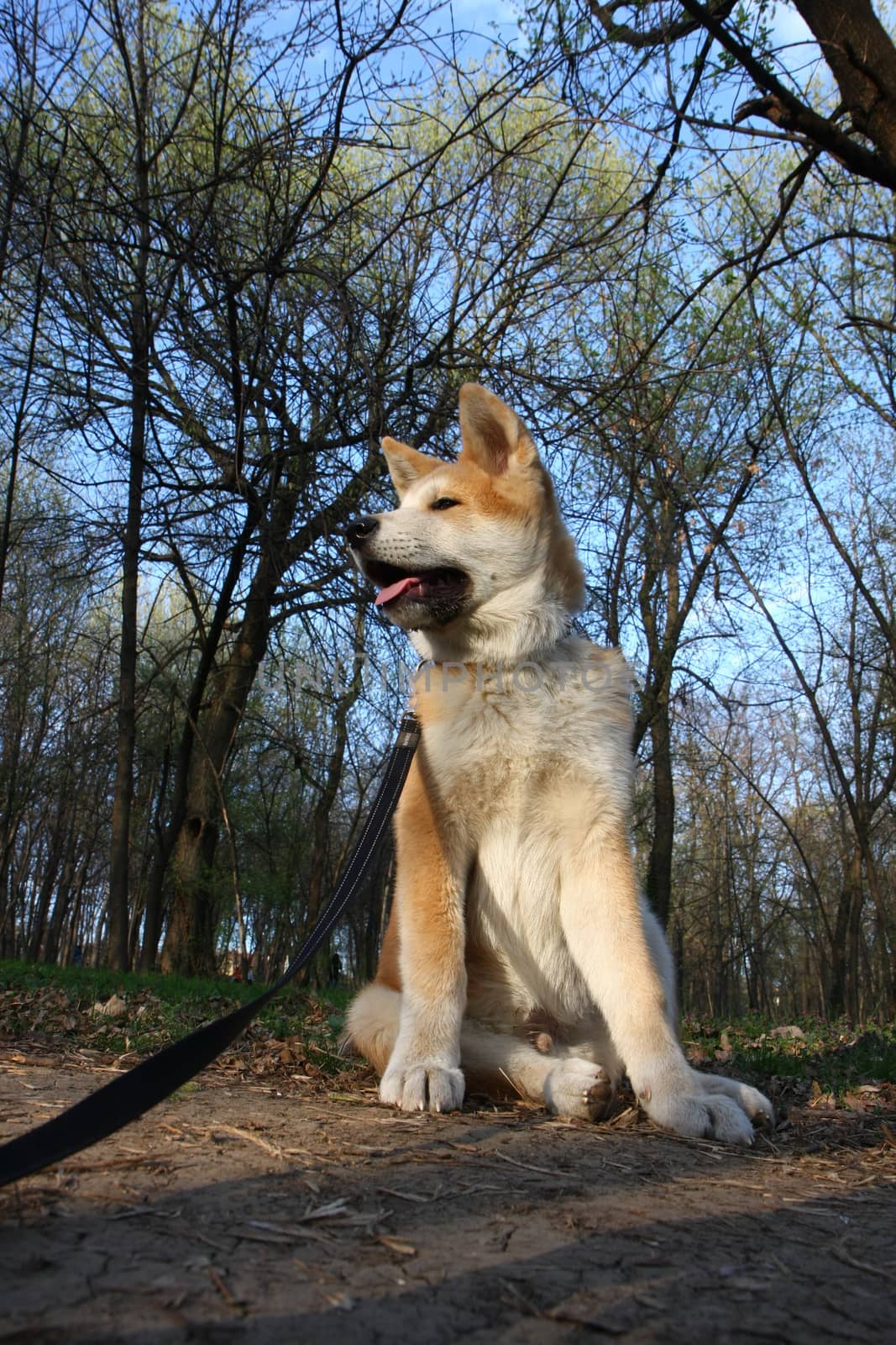 Puppy of Japanese dog Akita Inu posing  in the forest