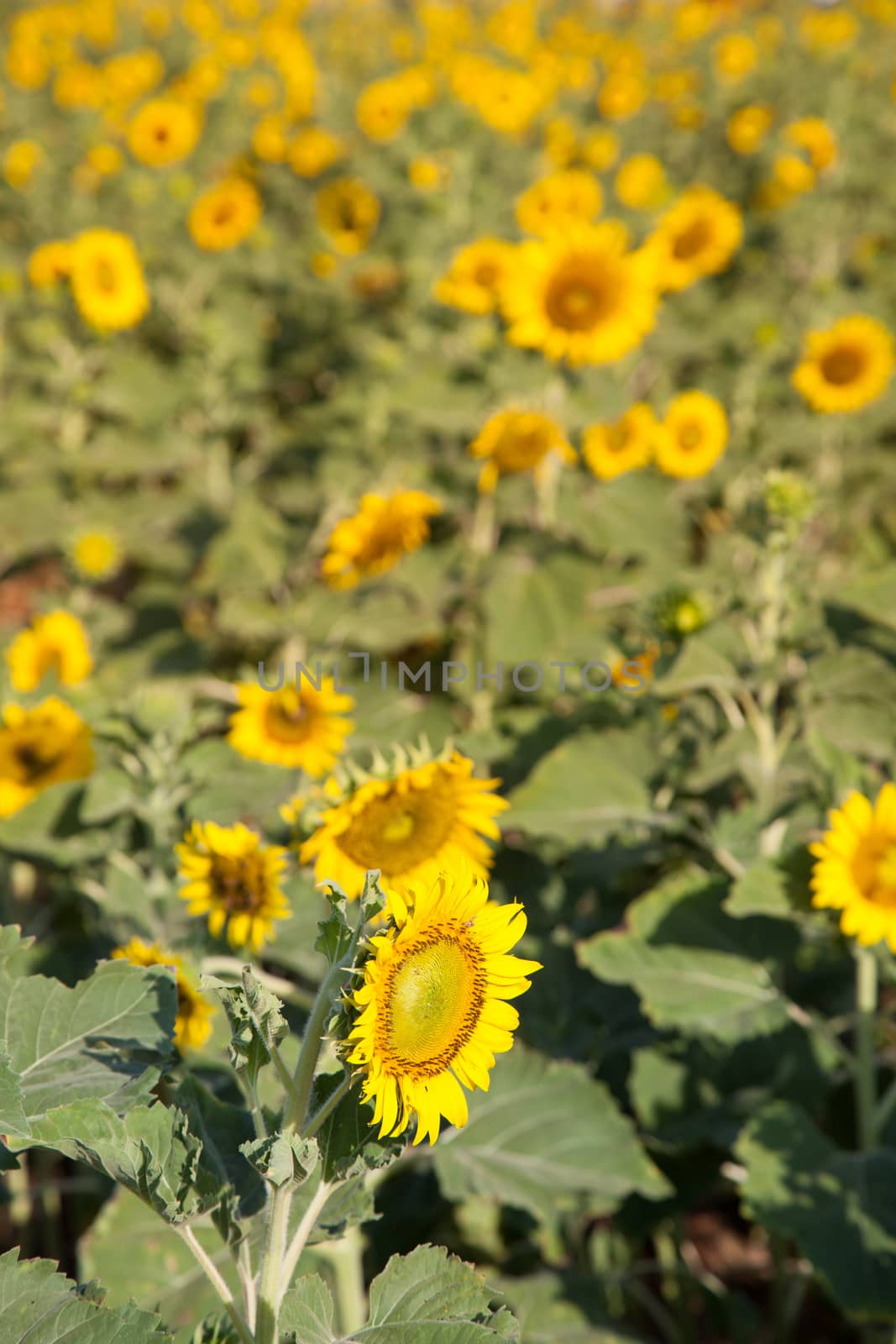 Sunflowers in the field. Sunflower sunflowers in full bloom in the morning.