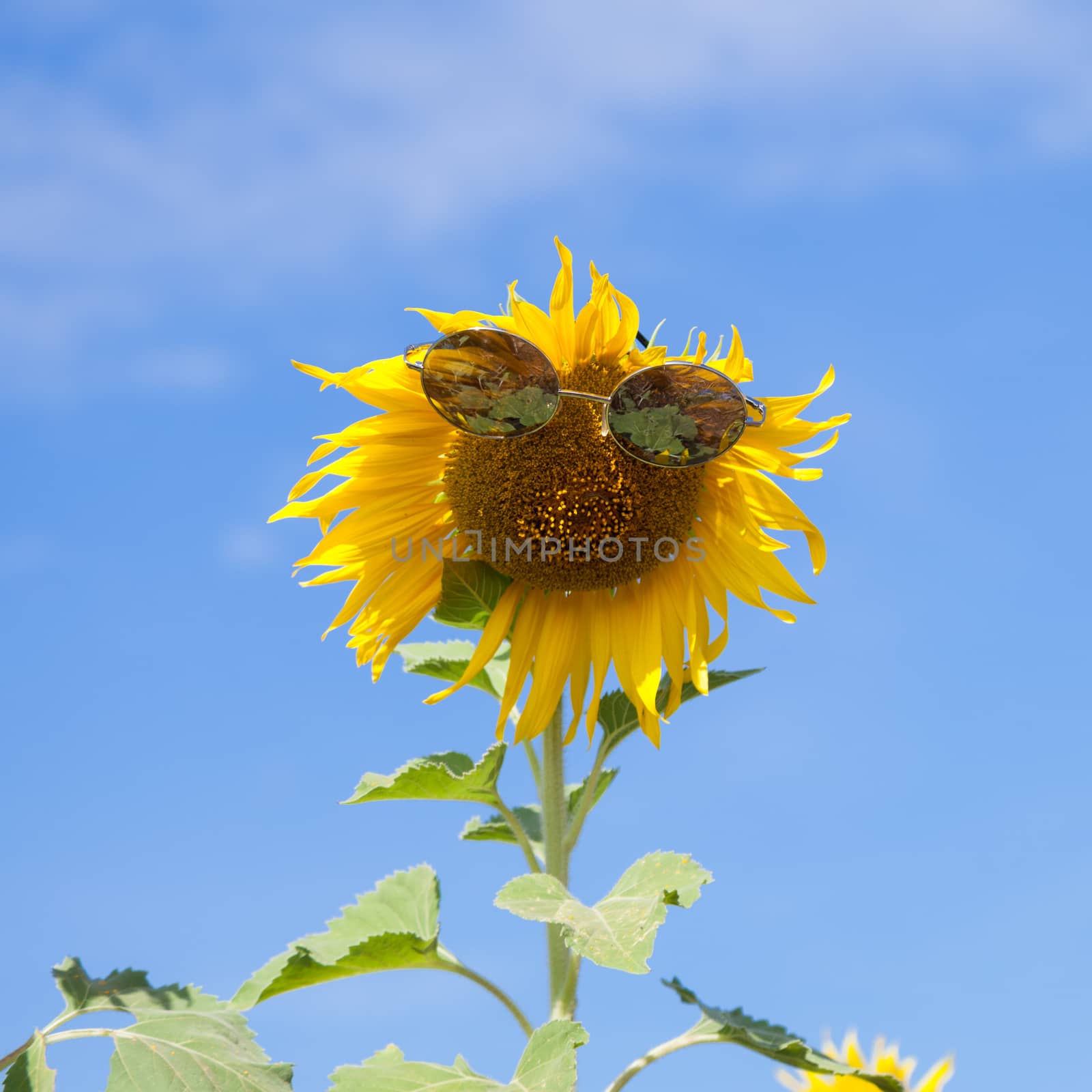 Glasses with sunflower by a454