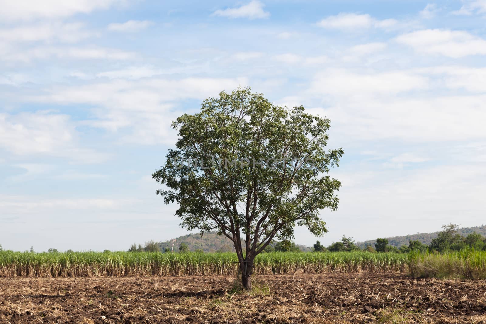 One big tree in the cane fields. by a454
