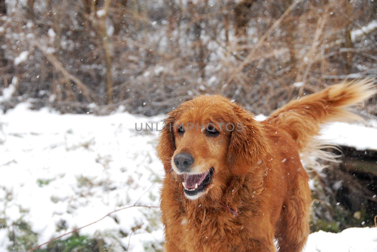 Golden retriever at snowfall by simply