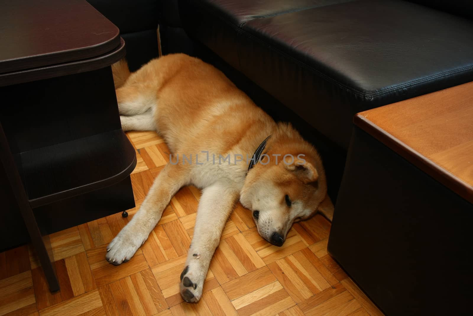Puppy of Japanese dog Akita Inu resting in living room