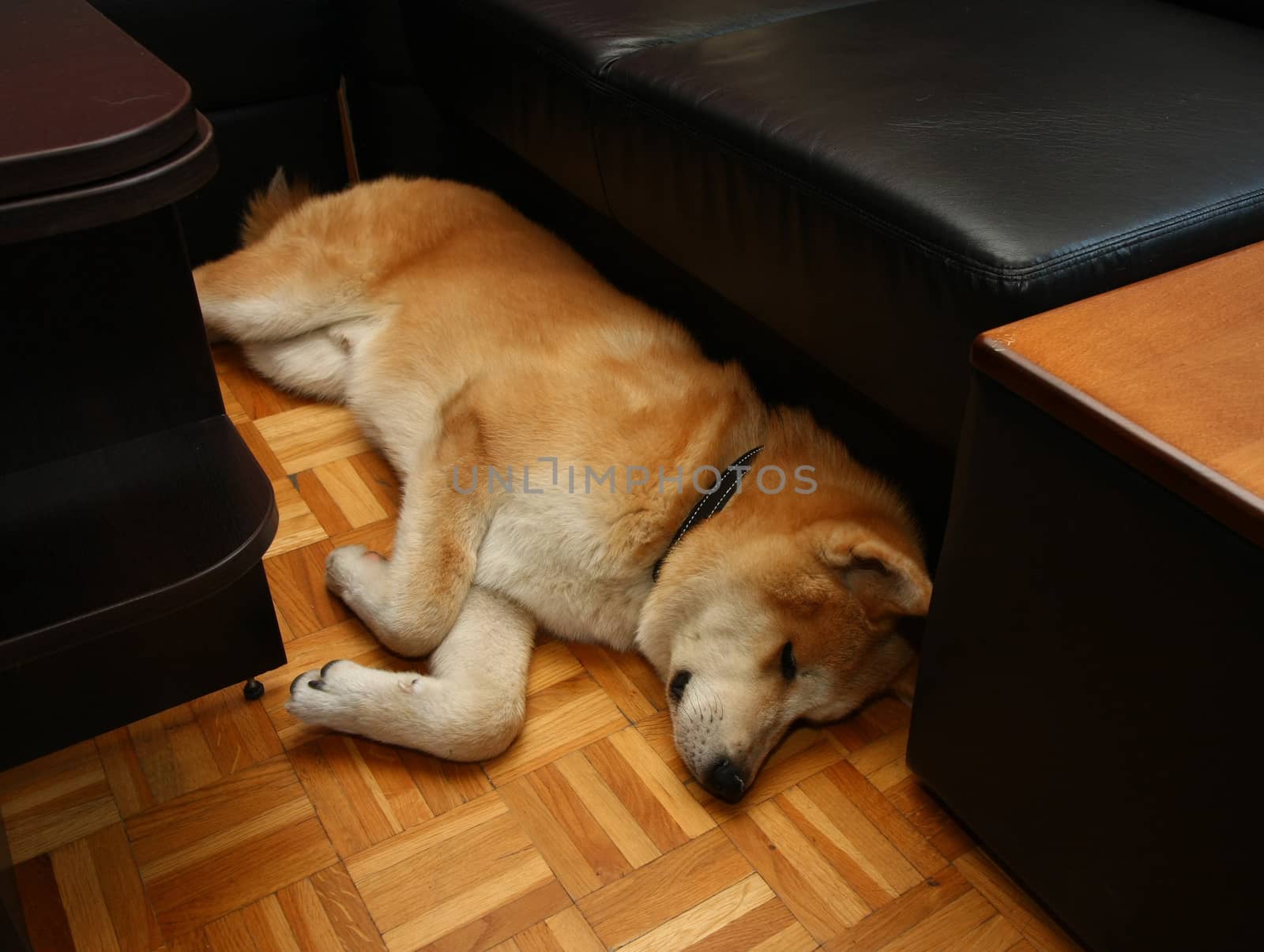 Puppy of Japanese dog Akita Inu resting in living room