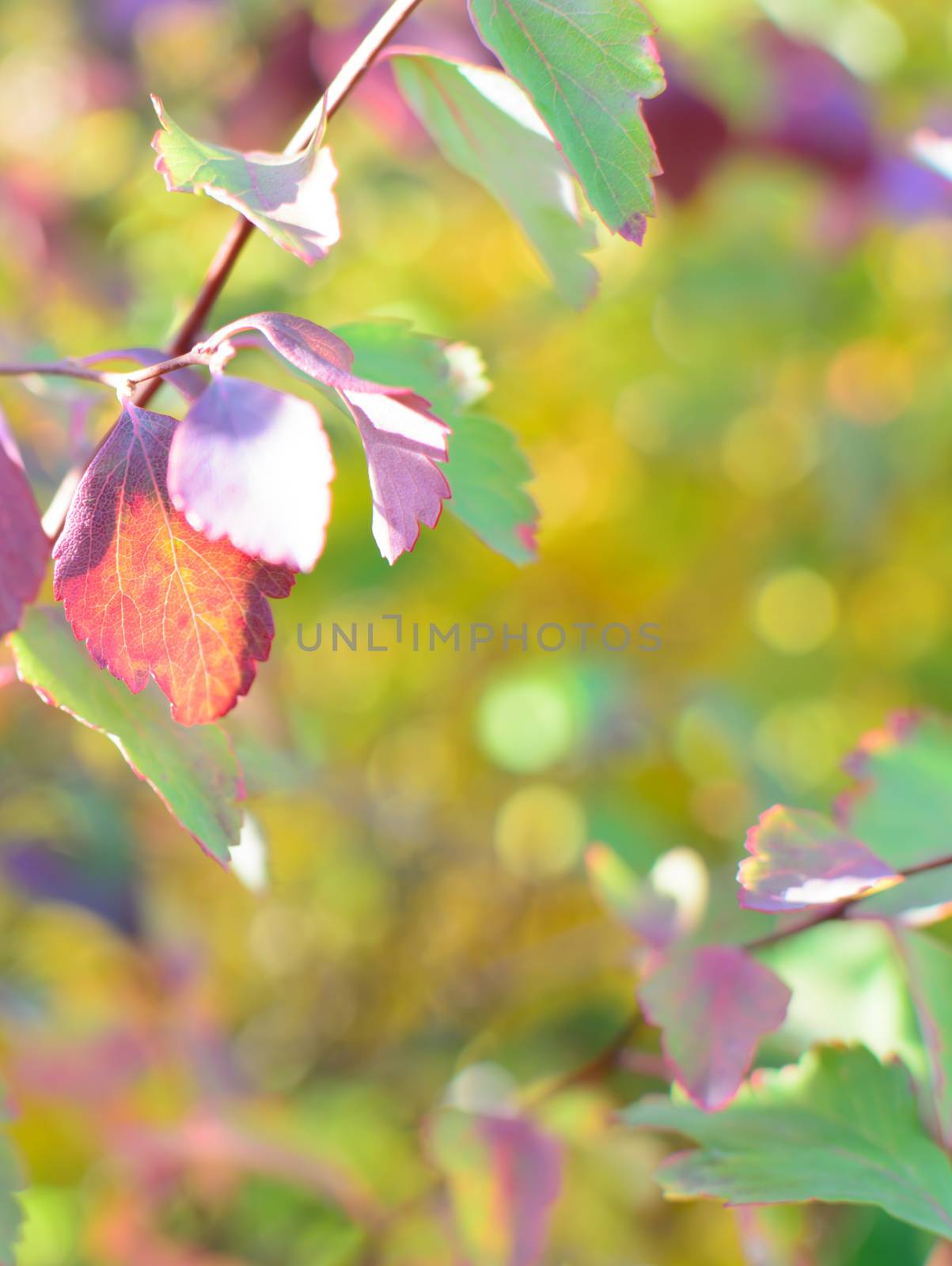 Colorful autumn bokeh background by ArtesiaWells