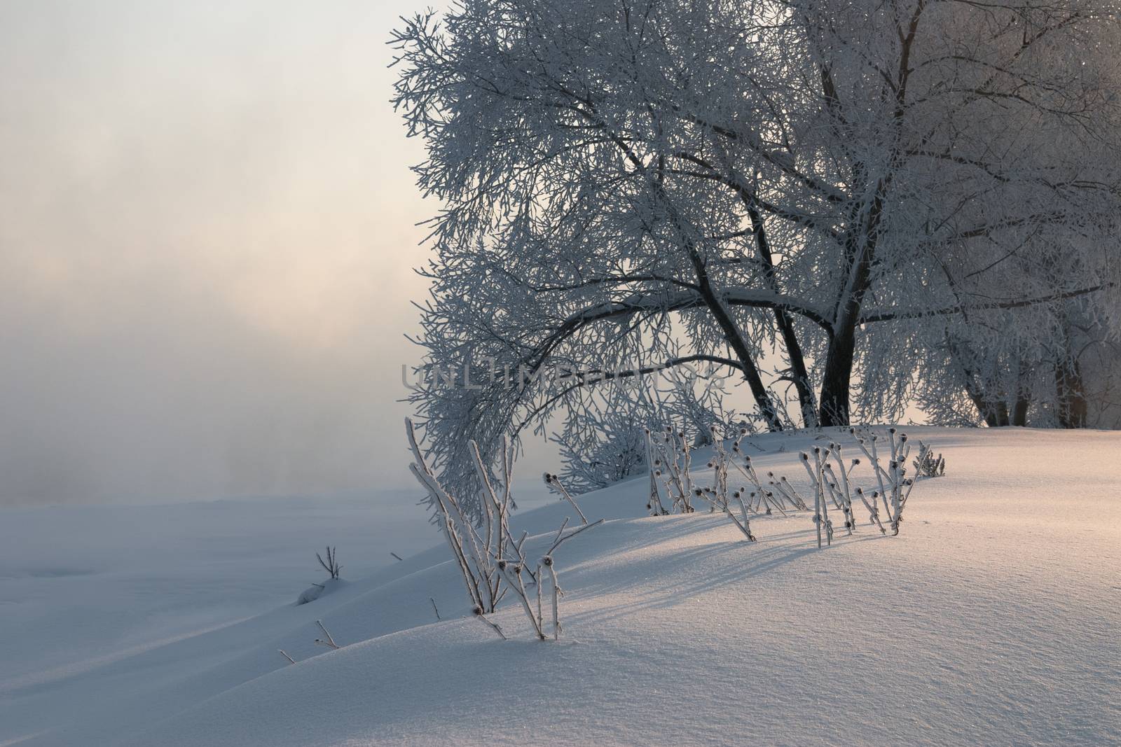 Winter landscape with trees covered with hoarfrost