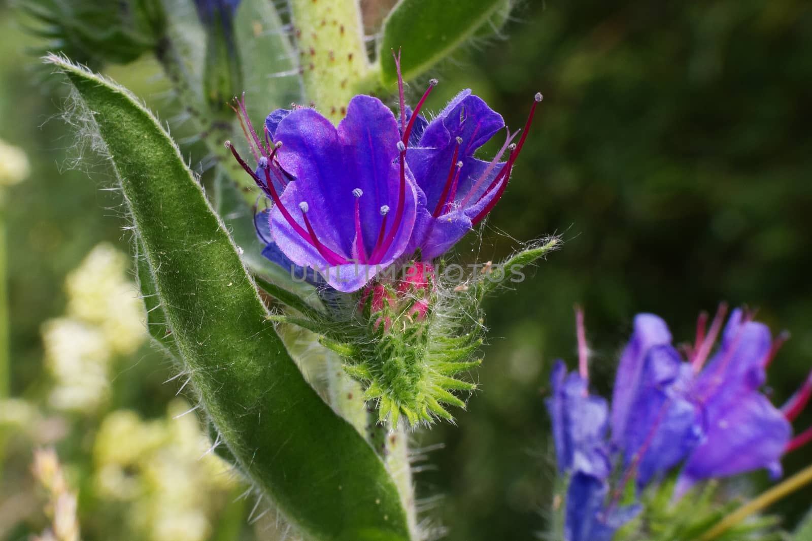 blue flowers Viper's Bugloss (Echium vulgare) close up