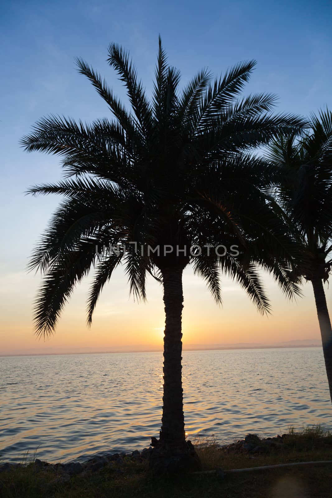 Palm trees, lake in the morning. by a454