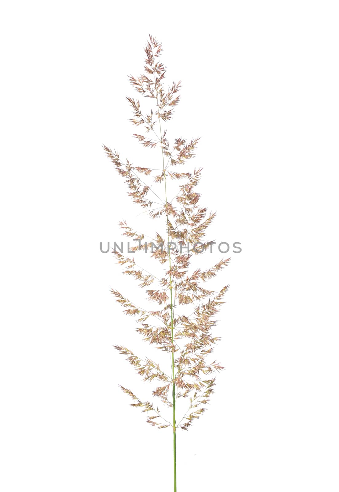Purple reedgrass (Calamagrostis arundinacea) by rbiedermann