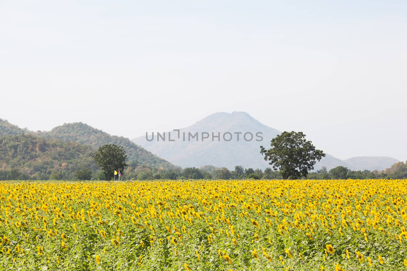 sunflower fields by a454
