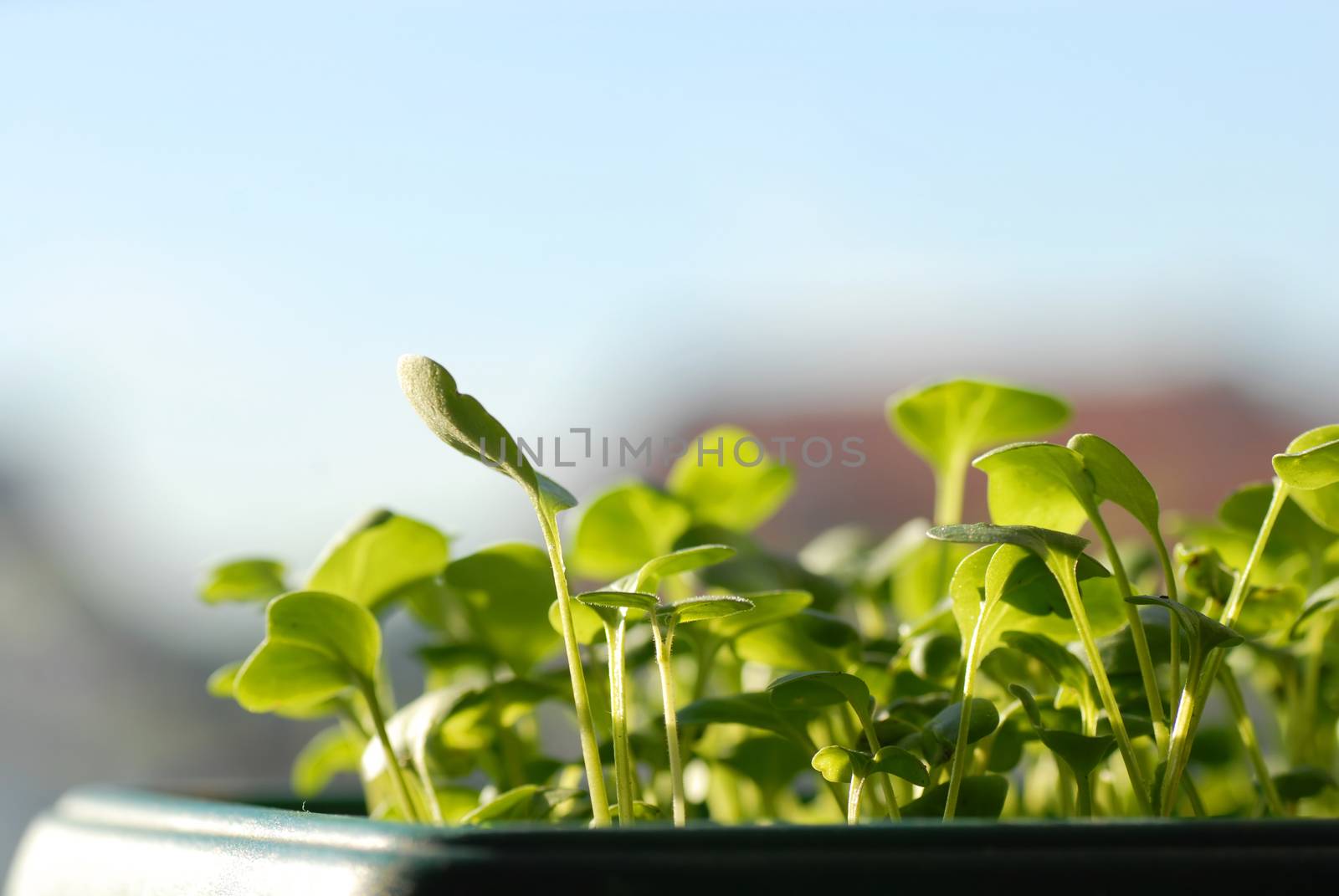 green seedlings on sunlight, growing in pot, closeup