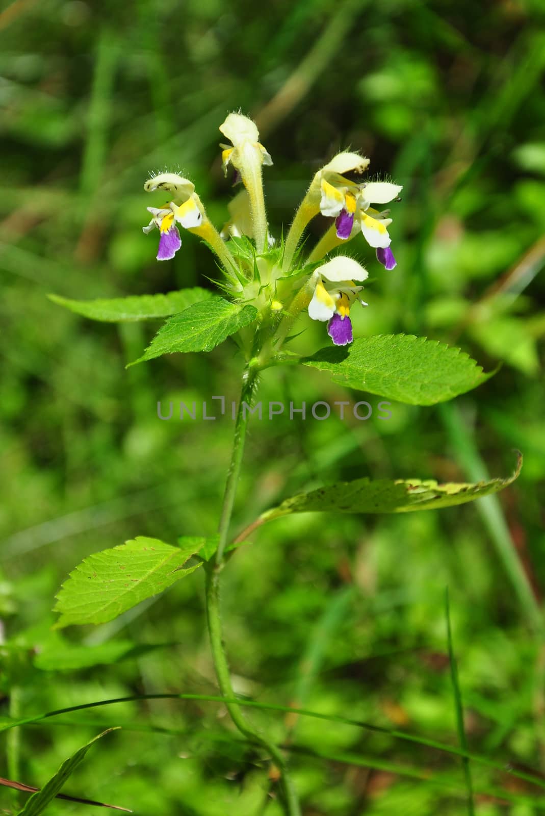 Large-flowered hemp-nettle (Galeopsis speciosa) by rbiedermann