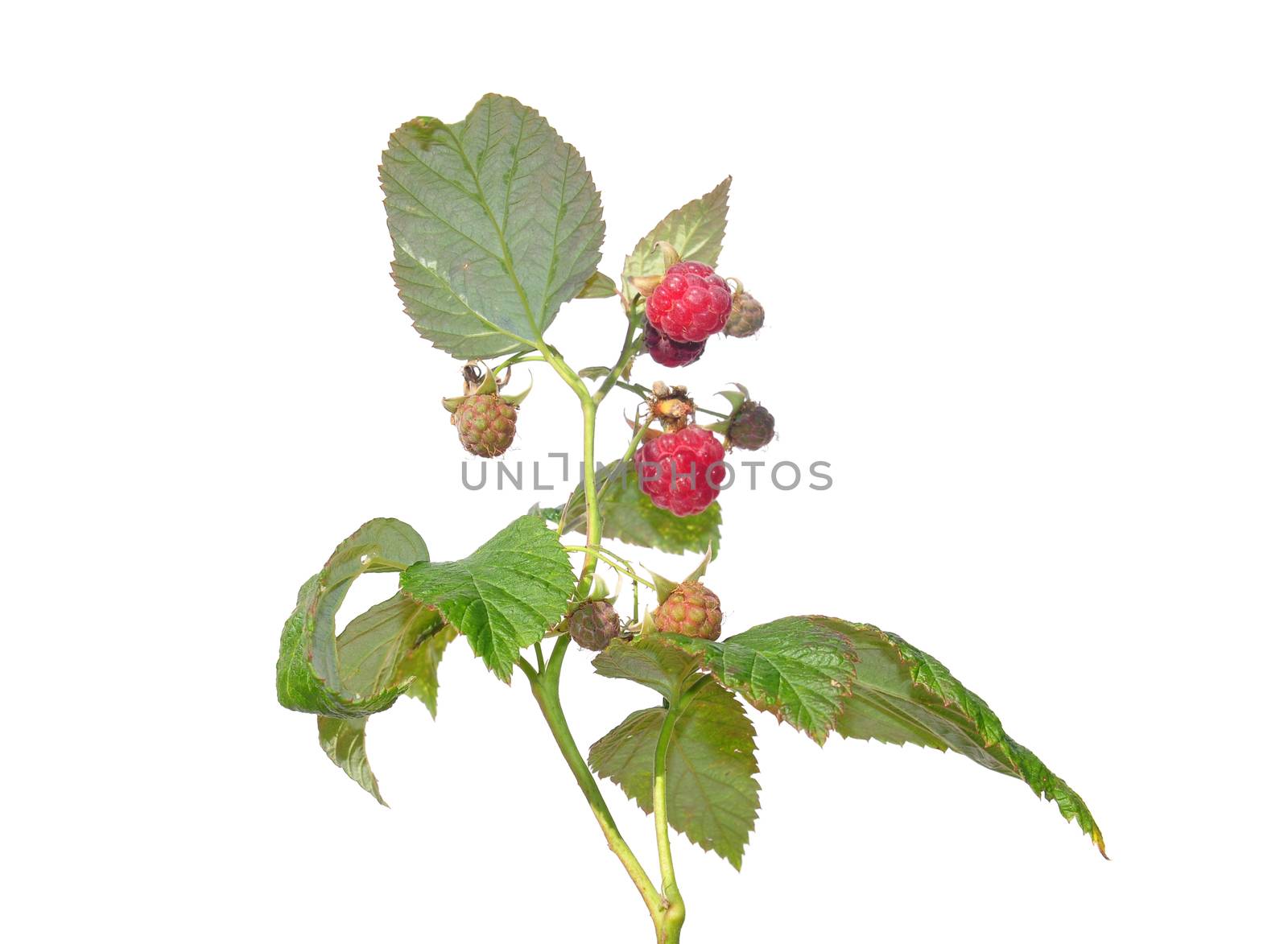 Raspberry (Rubus idaeus) by rbiedermann
