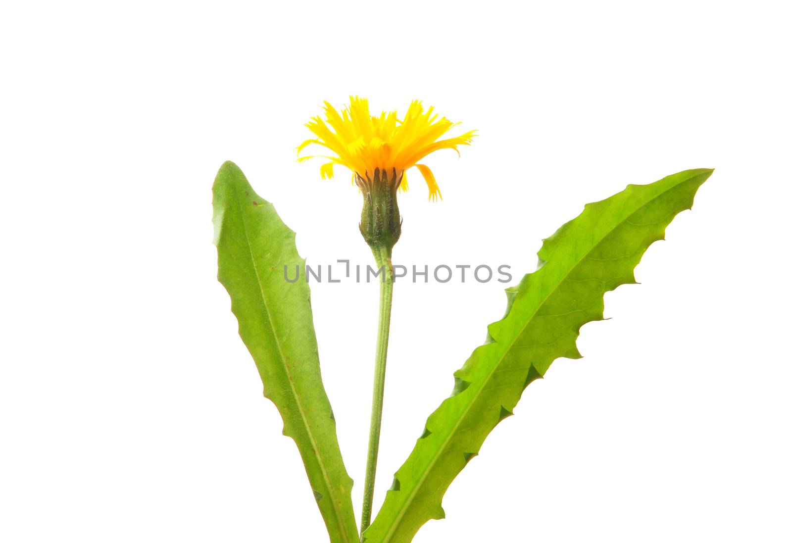 Rough hawkbit (Leontodon hispidus)