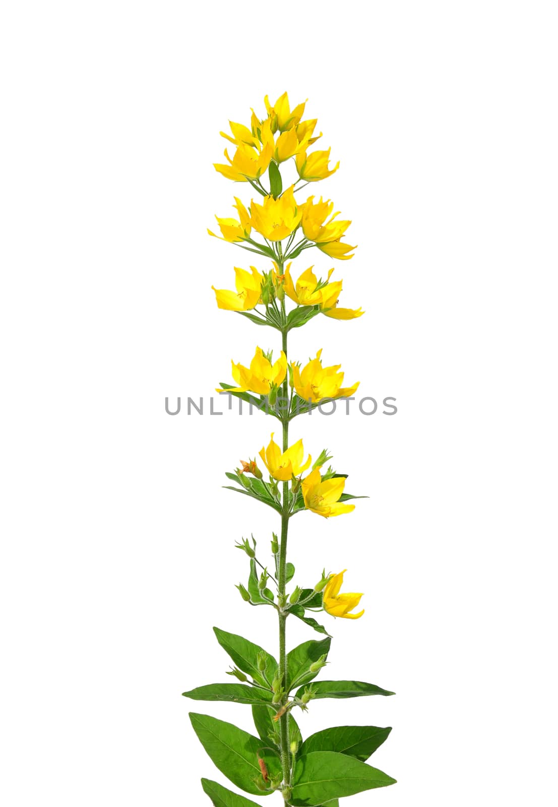 Spotted loosestrife (Lysimachia punctata) by rbiedermann