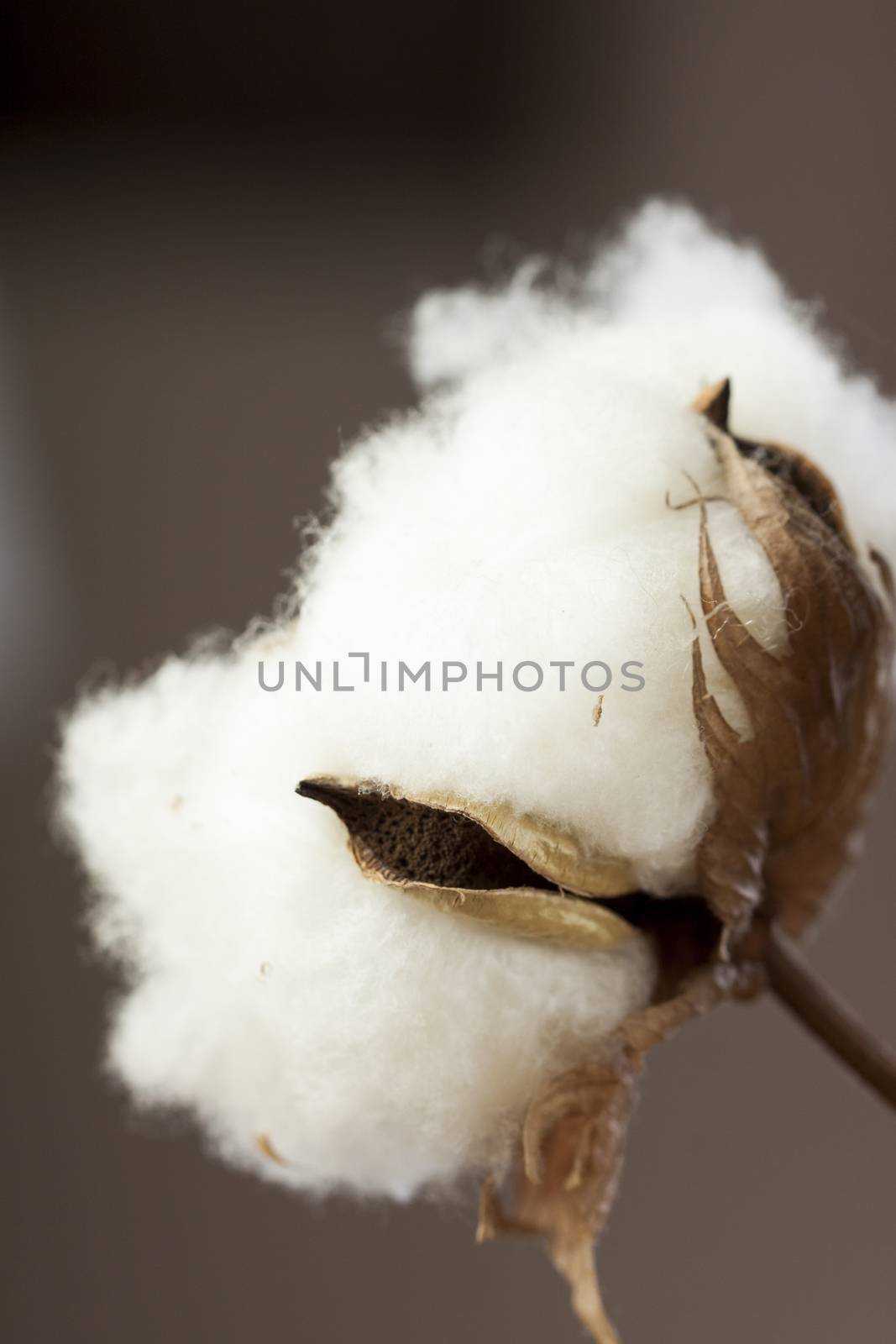 Fresh white cotton bolls on the plant ready for harvesting for their fluffy fibers forming a protective capsule around the oil rich seeds used to produce textiles