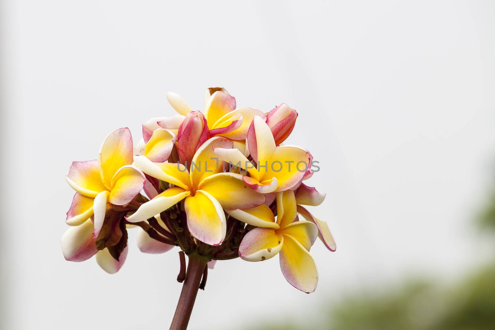 Frangipani Tropical Spa Flower by Chattranusorn09