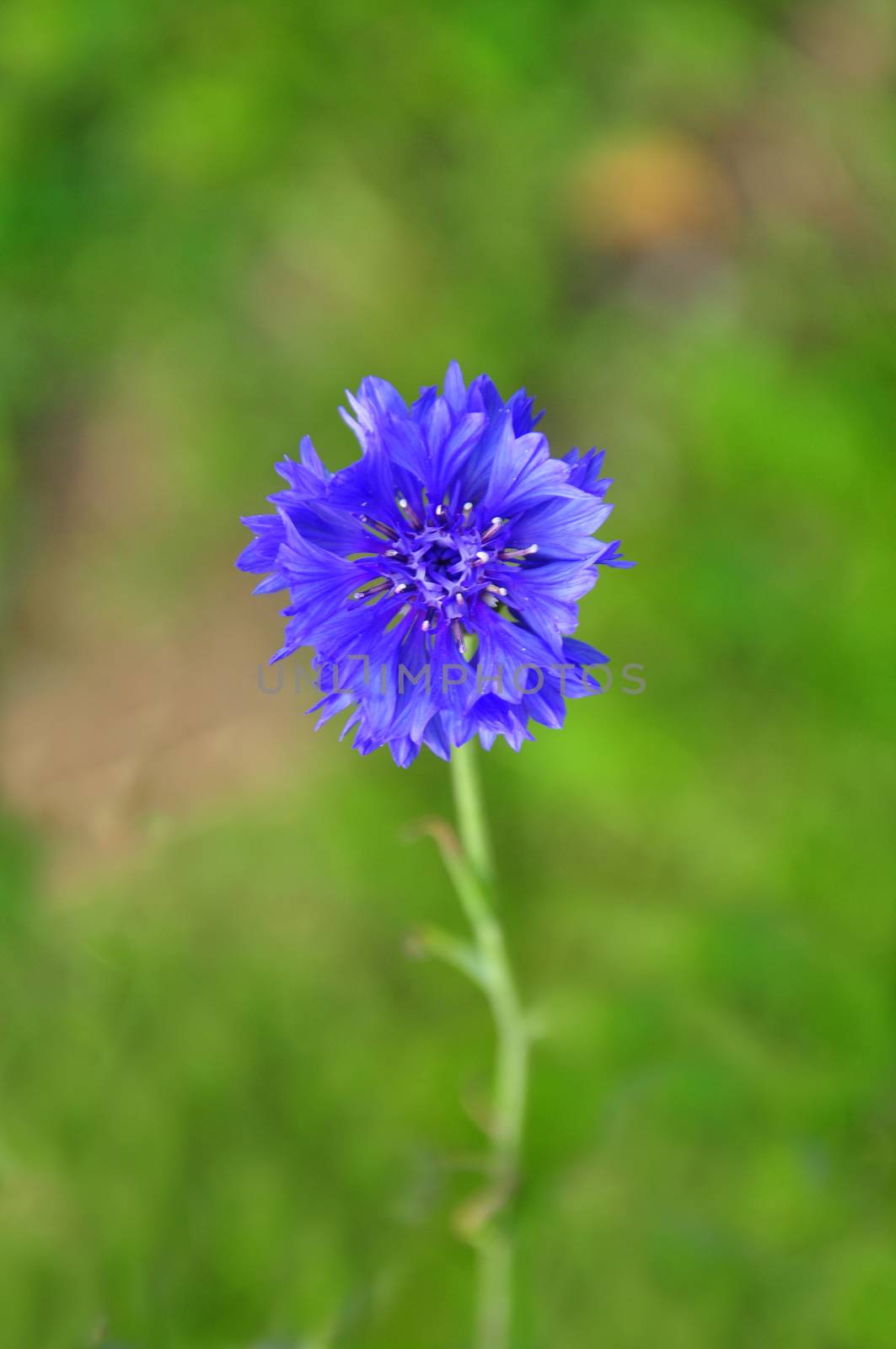 Garden cornflower by rbiedermann