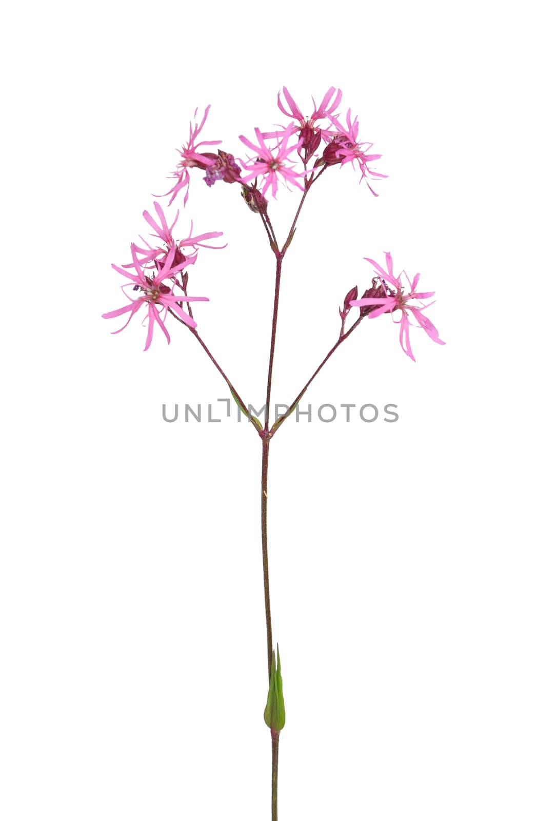 Ragged robin (Lychnis flos-cuculi)