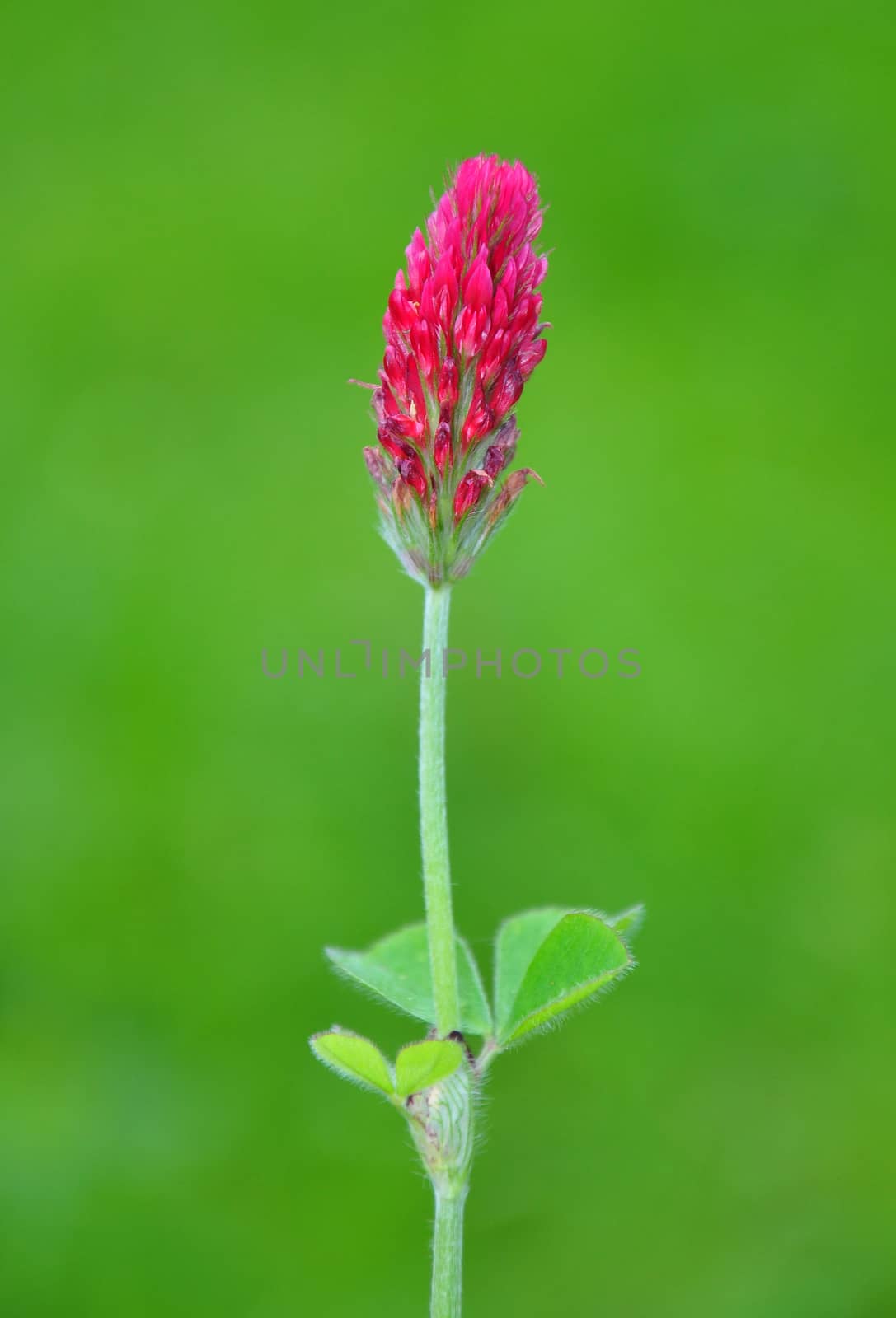 Crimson clover (Trifolium incarnatum)