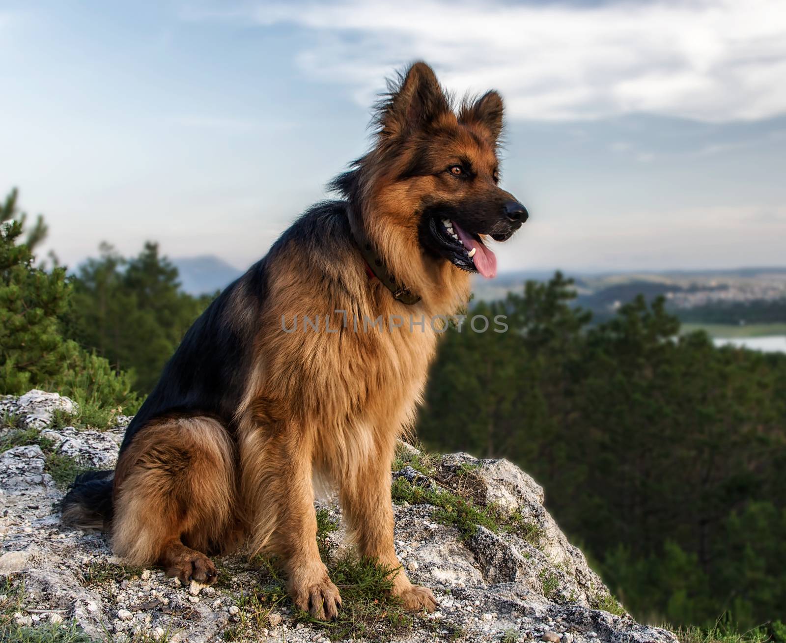 portrait of a German Shepherd on a background of nature