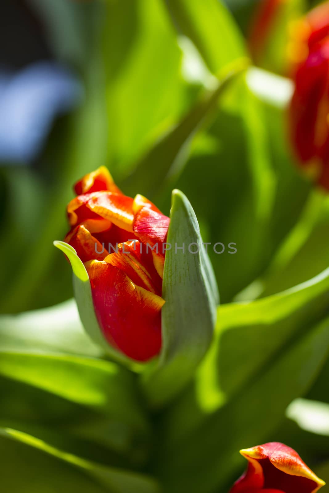 Beautiful bouquet red tulip on dark background