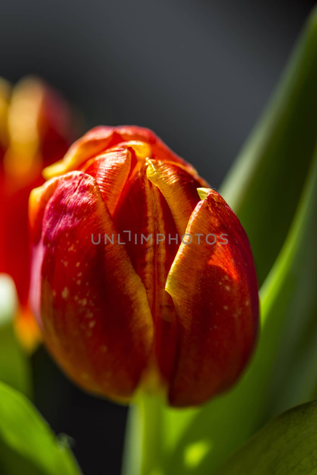 Beautiful bouquet red tulip on dark background