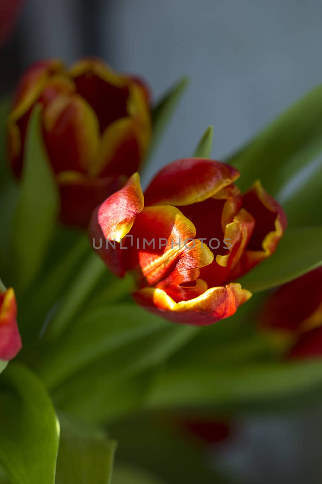 Beautiful bouquet red tulip on dark background