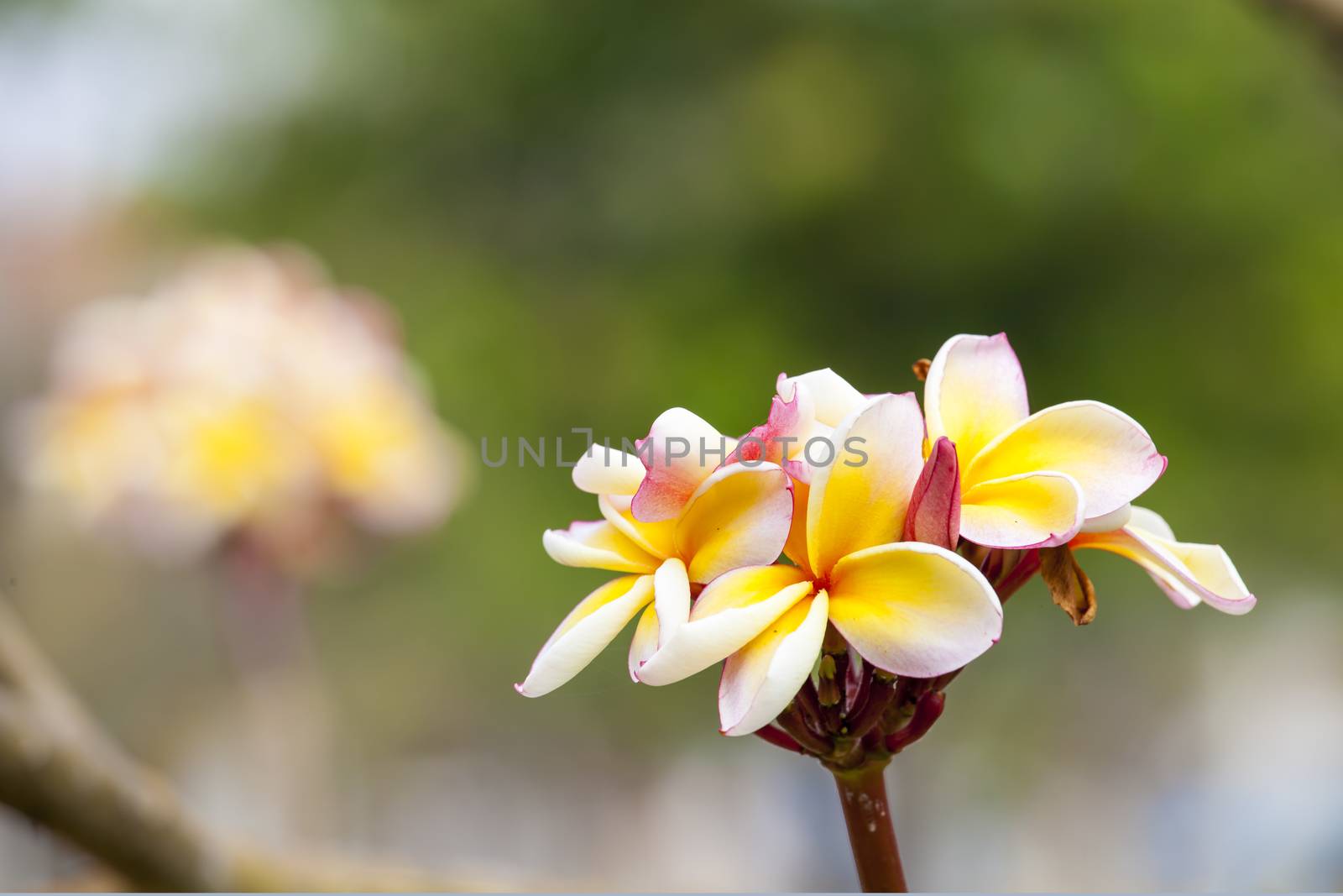 Frangipani Tropical Spa Flower Plumeria Shallow DOF